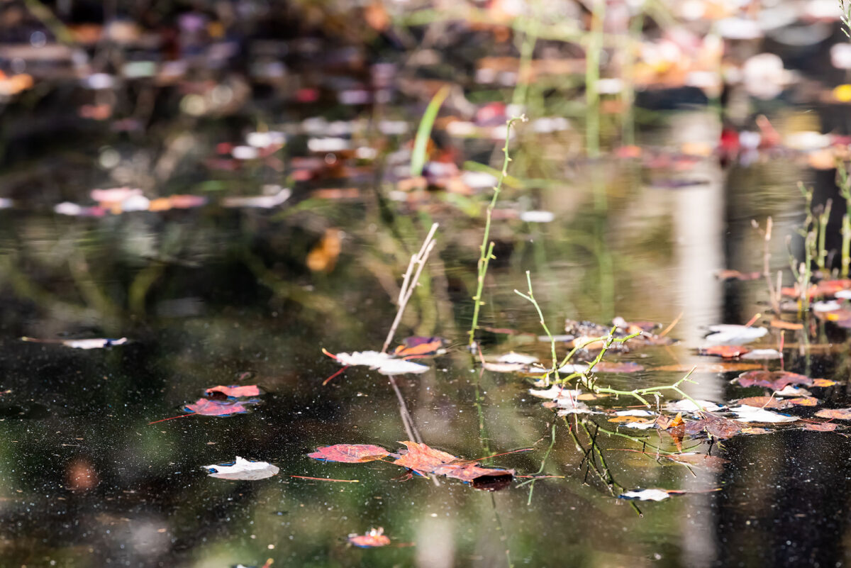 Pond Water